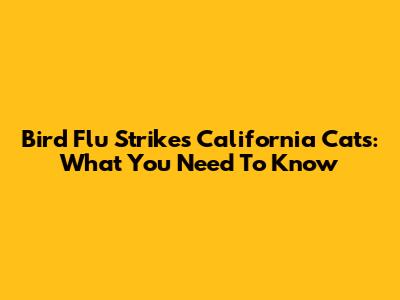 Bird Flu Strikes California Cats: What You Need To Know