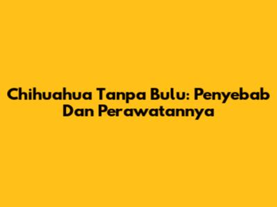Chihuahua Tanpa Bulu: Penyebab Dan Perawatannya