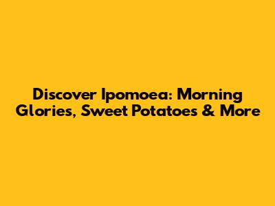 Discover Ipomoea: Morning Glories, Sweet Potatoes & More