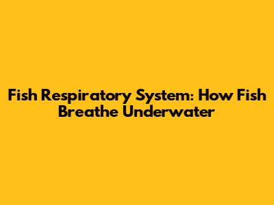 Fish Respiratory System: How Fish Breathe Underwater