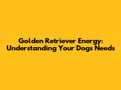 Golden Retriever Energy: Understanding Your Dog's Needs