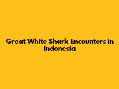 Great White Shark Encounters In Indonesia
