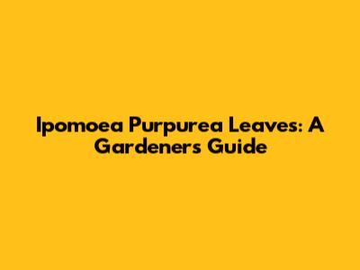 Ipomoea Purpurea Leaves: A Gardener's Guide