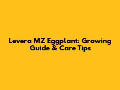 Levera MZ Eggplant: Growing Guide & Care Tips