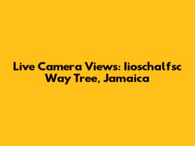 Live Camera Views: Iioschalfsc Way Tree, Jamaica