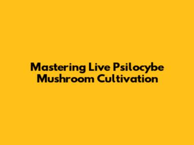 Mastering Live Psilocybe Mushroom Cultivation