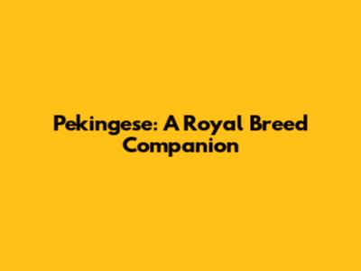 Pekingese: A Royal Breed Companion