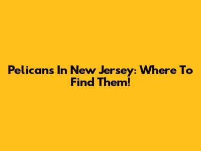 Pelicans In New Jersey: Where To Find Them!