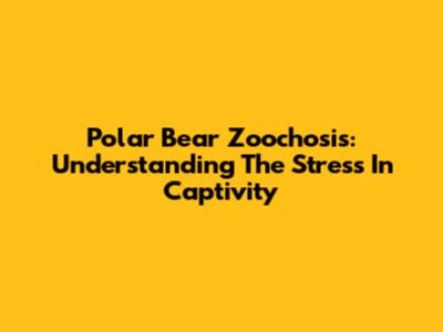 Polar Bear Zoochosis: Understanding The Stress In Captivity