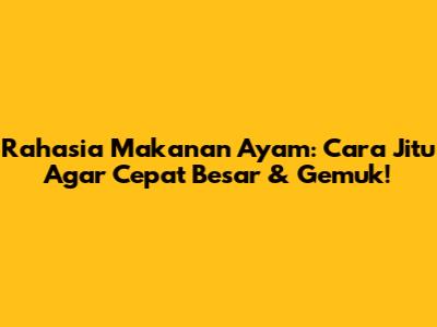 Rahasia Makanan Ayam: Cara Jitu Agar Cepat Besar & Gemuk!