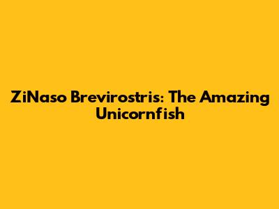 ZiNaso Brevirostris: The Amazing Unicornfish